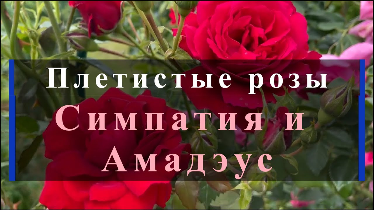 Плетистые розы Симпатия и Амадэус. Питомник растений Е. Иващенко