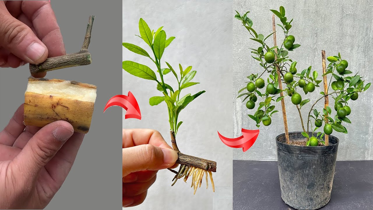 UNIQUE TECHNIQUE using onions or ripe bananas, stimulates lemon trees to grow and bear fruit quickly