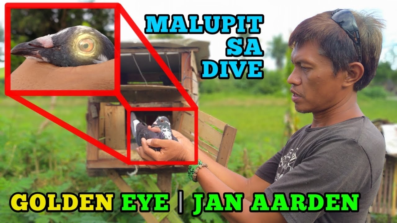 The Best Dive sa lahat | Jan Aarden | Golden Eye | Loft to Loft at Street Fight