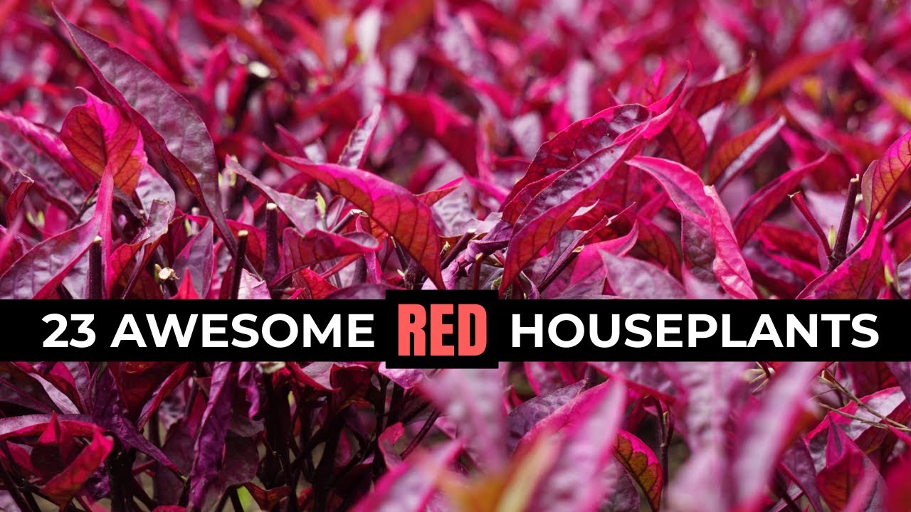 You asked, I researched: 23 Red Houseplants You NEED in Your Life! 🌿❤️