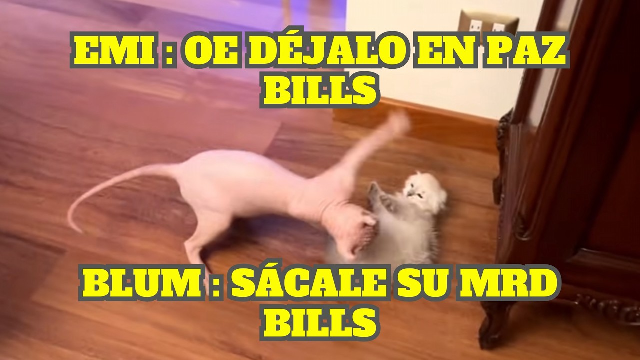 EMIKUKIS SE ASUSTA AL VER COMO JUEGAN BILLS Y EL NUEVO GATITO