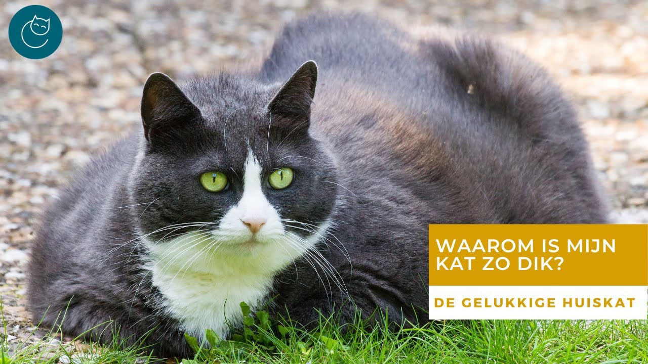 WAAROM ZIJN KATTEN TEGENWOORDIG ZO VAAK TE DIK?  - De gelukkige huiskat | Kattengedrag