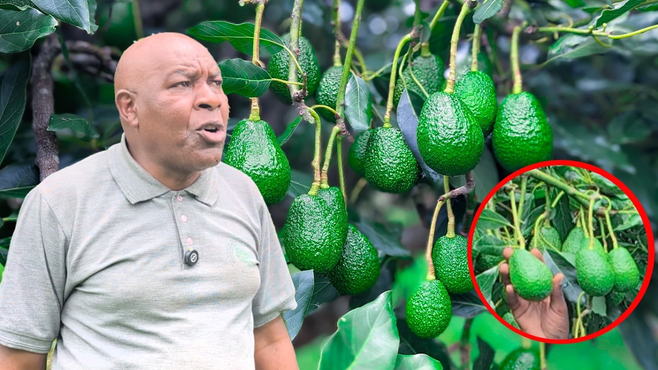 PART I; AINA ZA PARACHICHI ZINOZOONGOZA KUUZWA KATIKA MASOKO YA KIMATAIFA