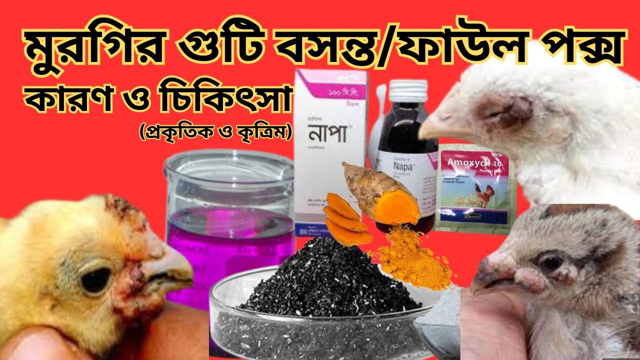 মুরগির গুটি বসন্ত রোগের চিকিৎসা ।। মুরগির ফাউল পক্স হলে করণীয় কি।। Shahriar Agro