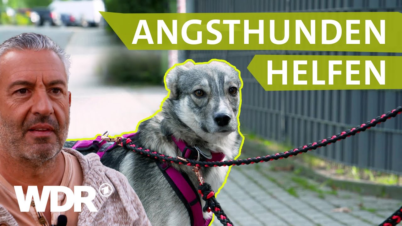 Dem Hund draußen Sicherheit geben und Grenzen setzen | Hunde verstehen | S05/E02 | WDR
