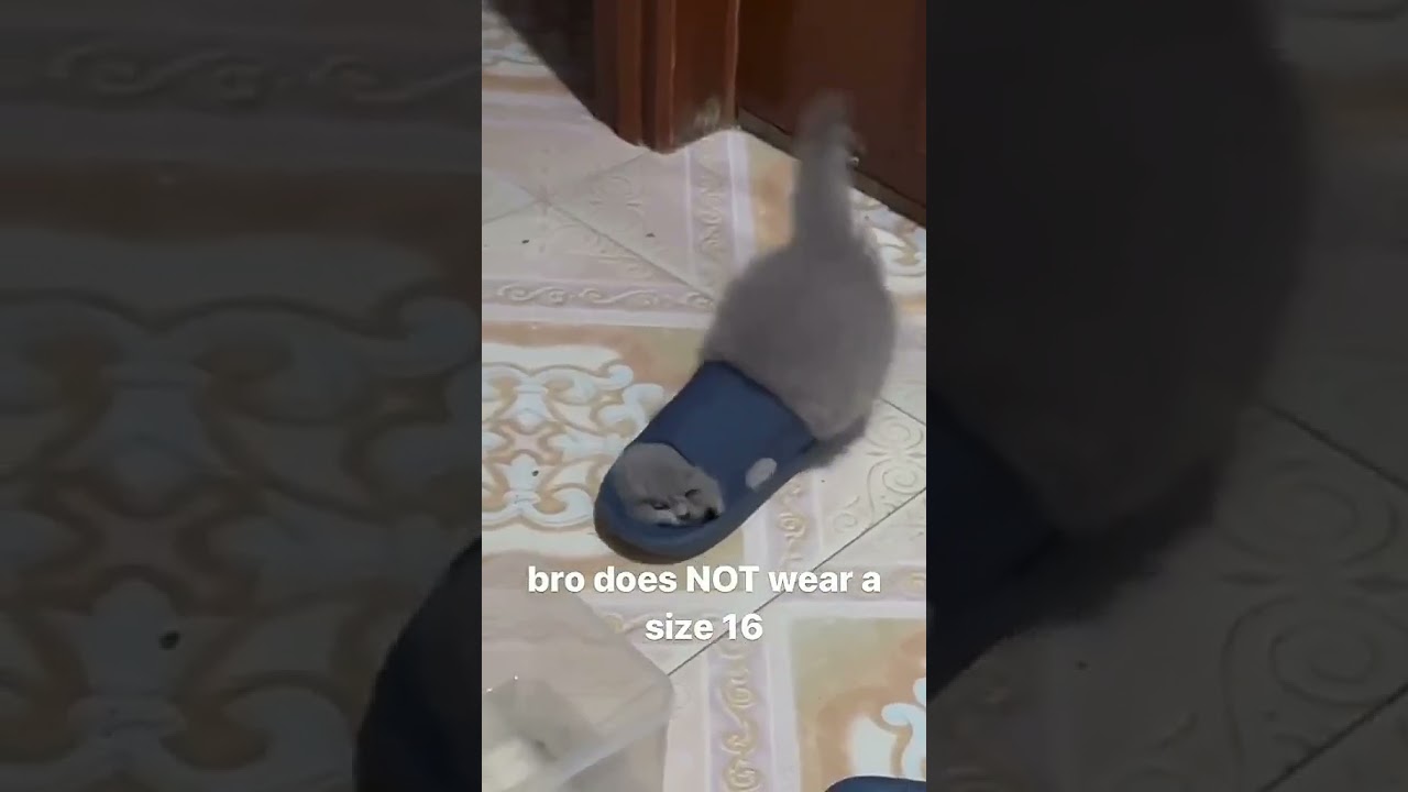 Cutest Kitten Compilation - Adorable Feline Cuteness in 2021!