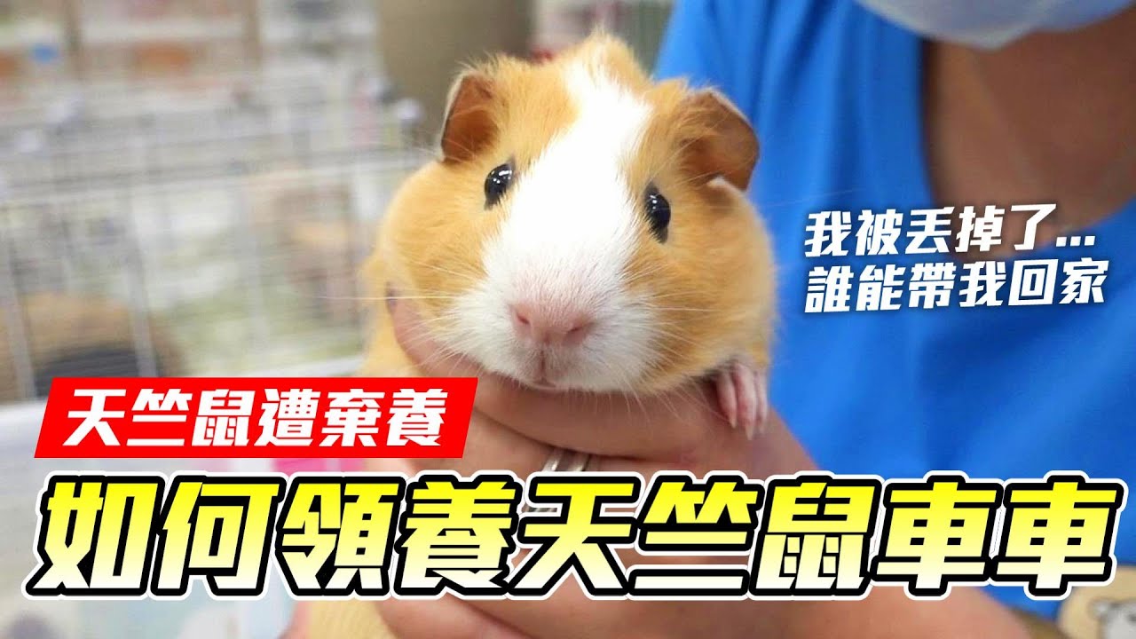 【維鼠日記】如何領養天竺鼠車車回家，大量天竺鼠遭棄養？！【維特】#104