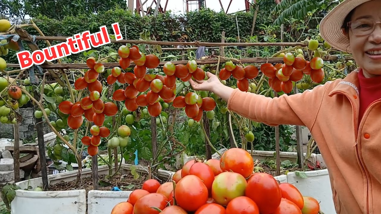 Huge Organic Tomato Harvest/No Garden Needed