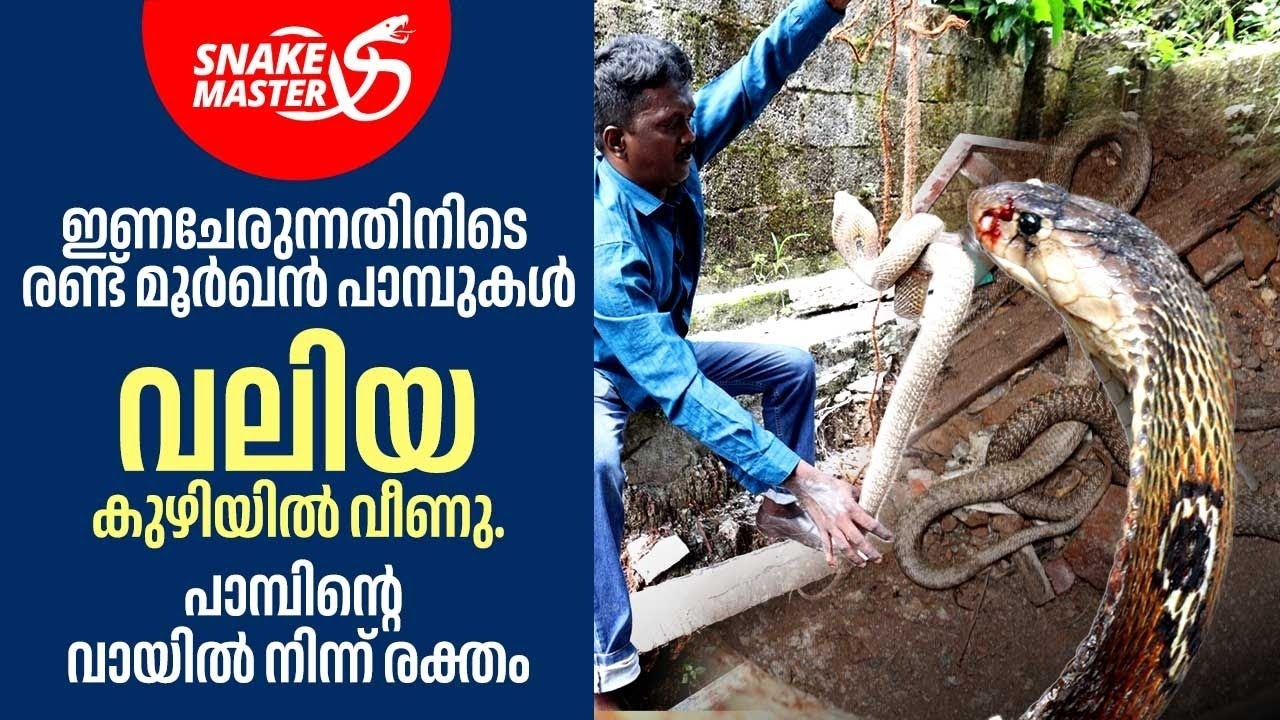 ഇണകളായ മൂർഖൻ പാമ്പുകൾ വാവയെ ഒന്നിച്ച് കൊത്തി | Vava Suresh | Snakemaster 1134