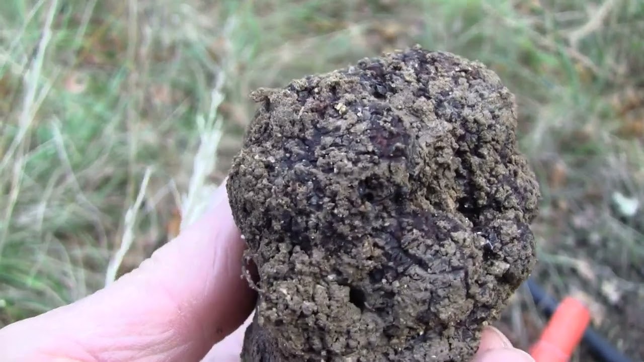 rené papi et moi même allons aux truffes
