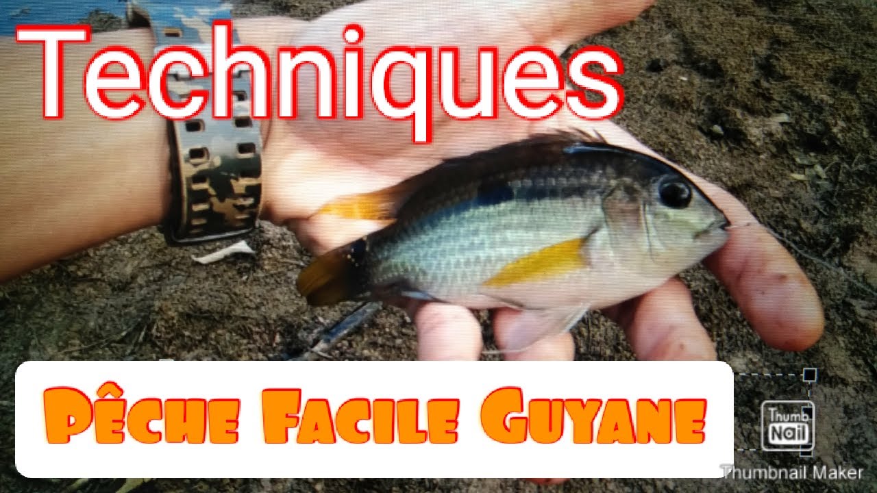 P&ecirc;che Guyane Crique - Canne &agrave; coup : Prapra, Poisson madame
