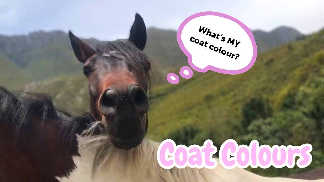Top 8 most common COAT COLOURS on horses!