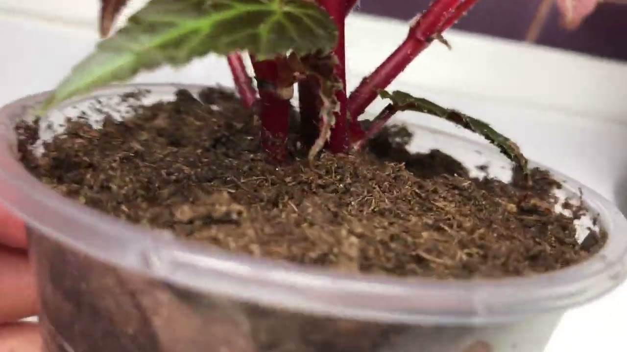 Бегонія болівійська Копакабана з живців. Огляд через чотири місяці від живцювання. @Kvitkarnya 