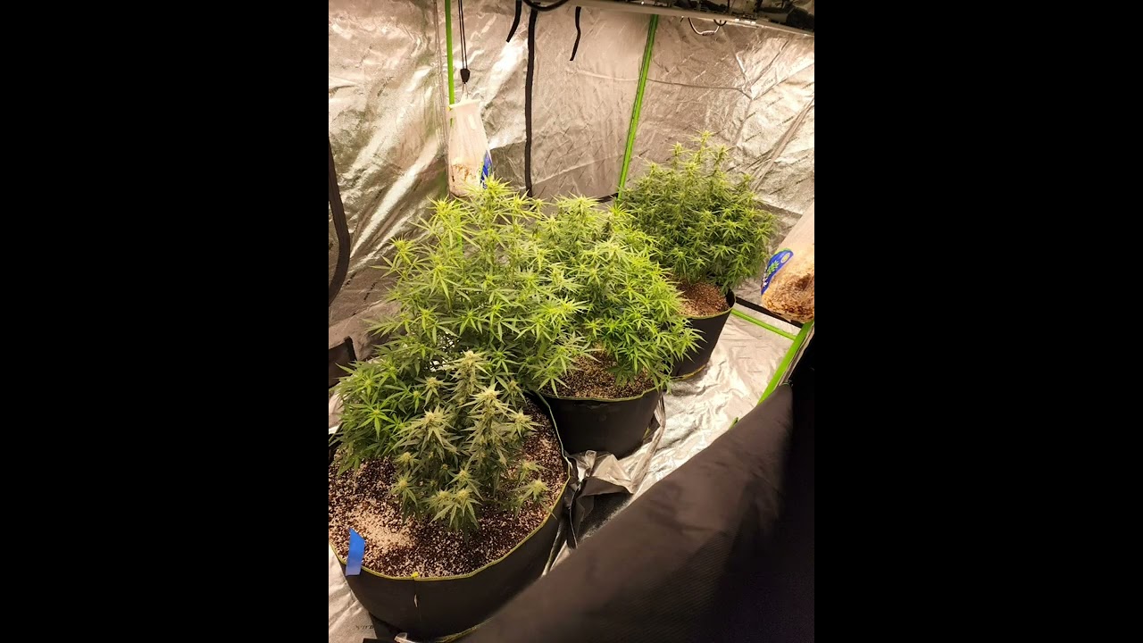 Gelato Auto Early Flower