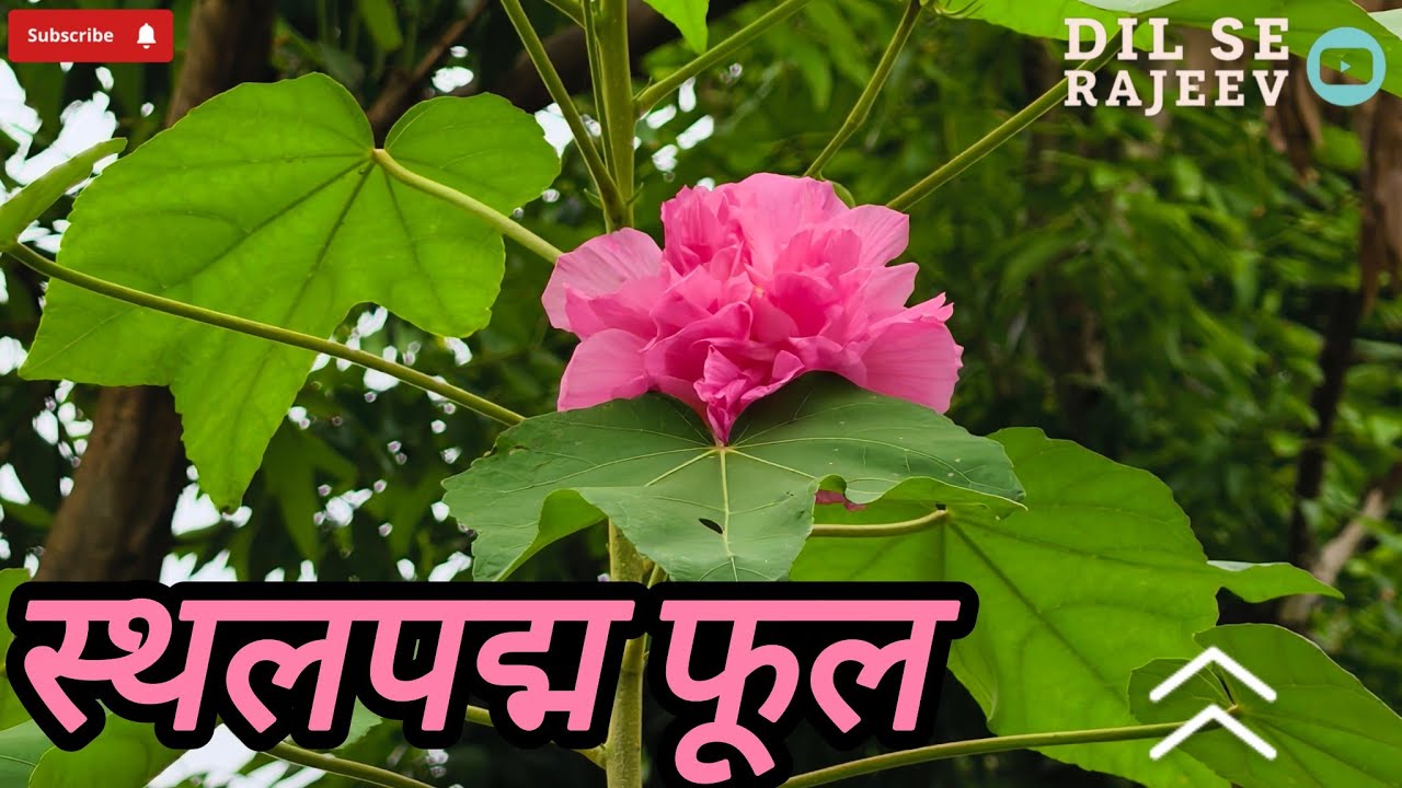 “Sthalapadma फूल 🌸 | प्रकृति का अनोखा गुलाबी फूल | Cotton Rose (Hibiscus Mutabilis)”