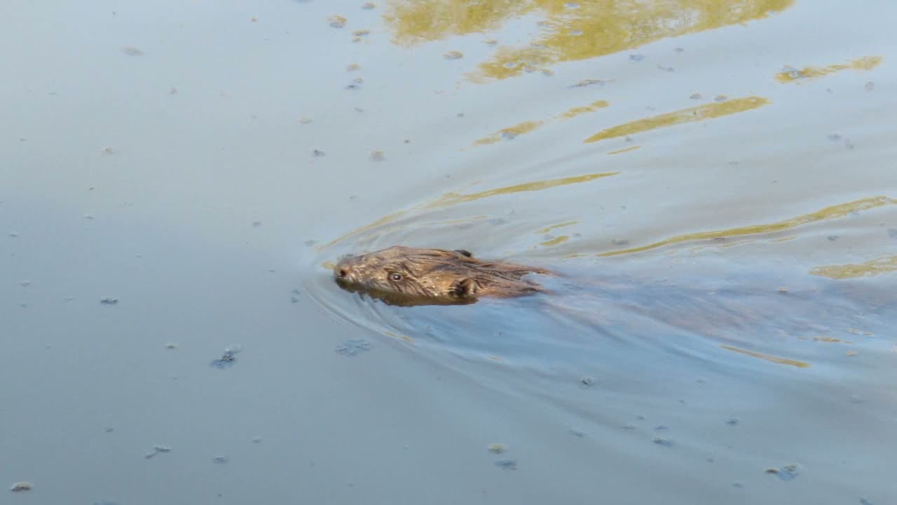 2021 Bever in Biesbosch nabij golfbaan