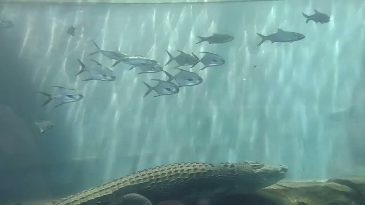 Cebu Ocean Park, Cebu City, Philippines #attraction #seacreatures #birds #reptiles