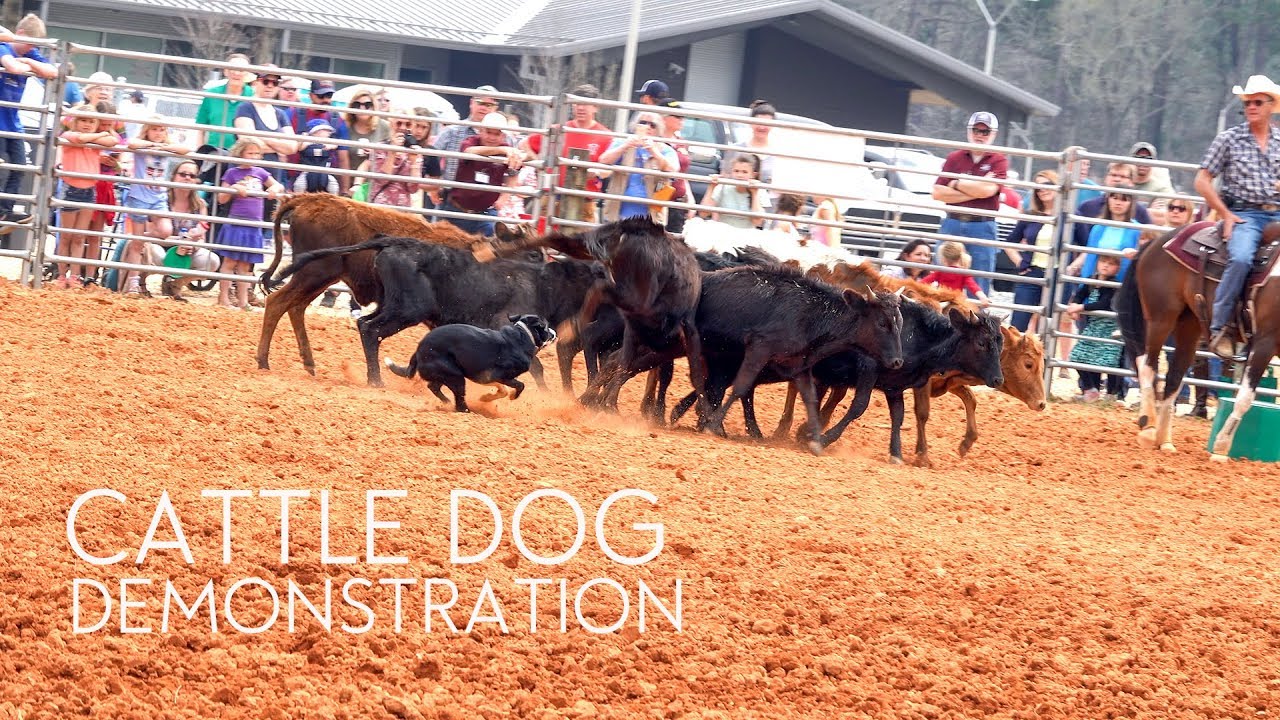 Cattle Dog Demonstration | Border Collie | Herding Dog