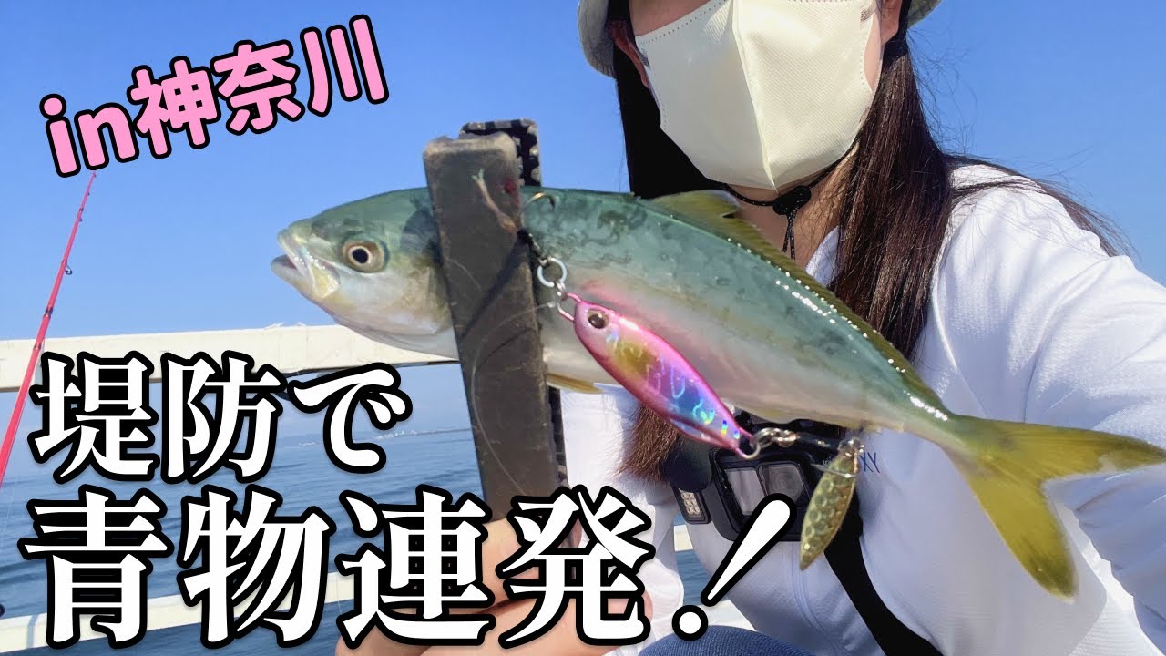 【神回】神奈川の堤防で青物祭り！大型青物も喰い付いた！？おじさま方と大騒ぎした思い出の釣り【2024.6】