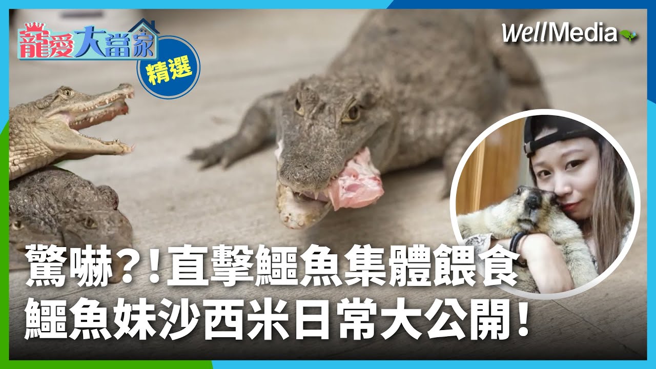 她家中竟飼養7隻鱷魚！飼主沙西米的日常大公開！直擊凱門鱷超壯觀餵食秀 