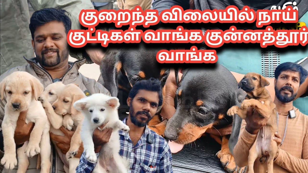 குன்னத்தூர்சேவல் சந்தை வாங்க குறைந்த விலையில் நாய் குட்டி வாங்கிட்டு போங்க #dog #kunnathur #TAMILTV