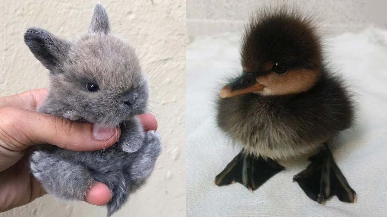 Schattige Baby Dieren Video'S Compilatie Schattig Moment van de Dieren| Schattigste Dieren #4 (2020)