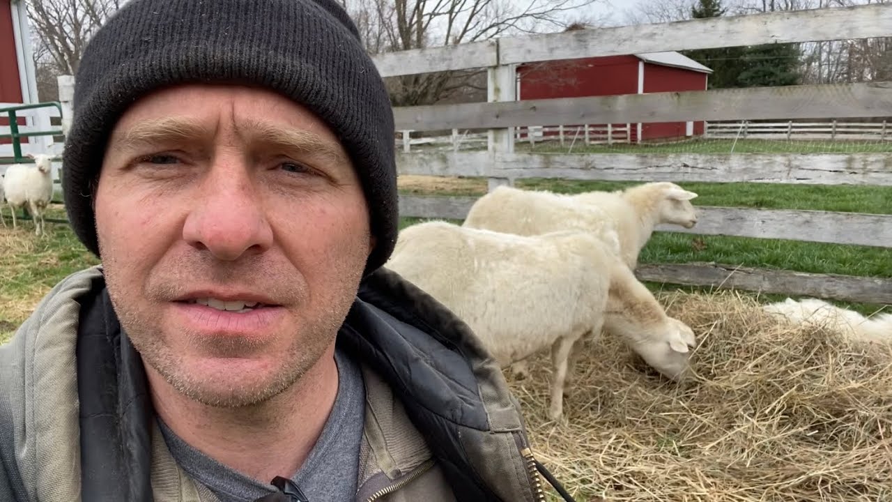 Does St Croix Sheep Scouring Mean Parasites? | Common Misconceptions