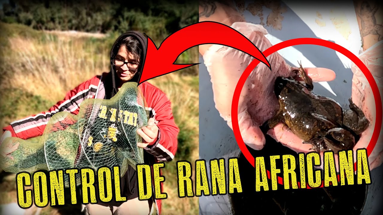 Rana Africana (Xenopus laevis) y Cómo controlar su población