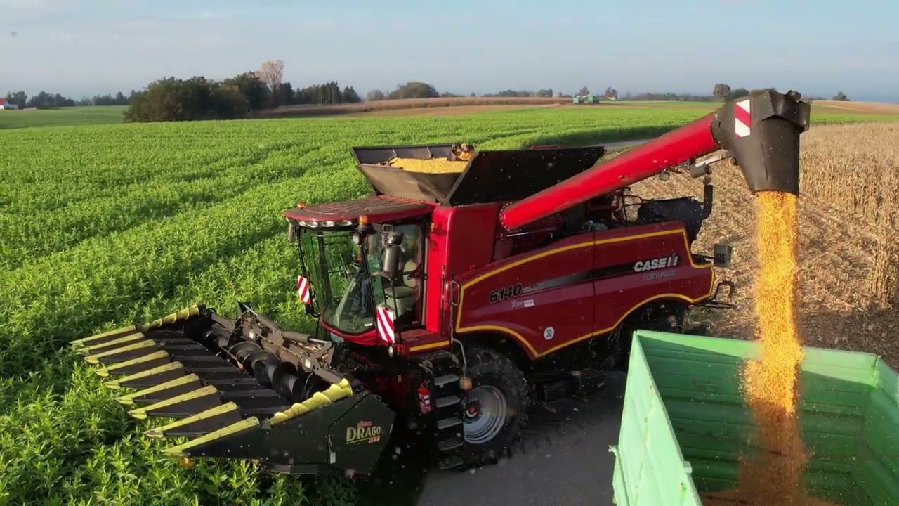 K&ouml;rnermais in Bayern. 8-reihiger Olimac DRAGO GT Maispfl&uuml;cker + Case IH 6140 Axial Flow M&auml;hdrescher.
