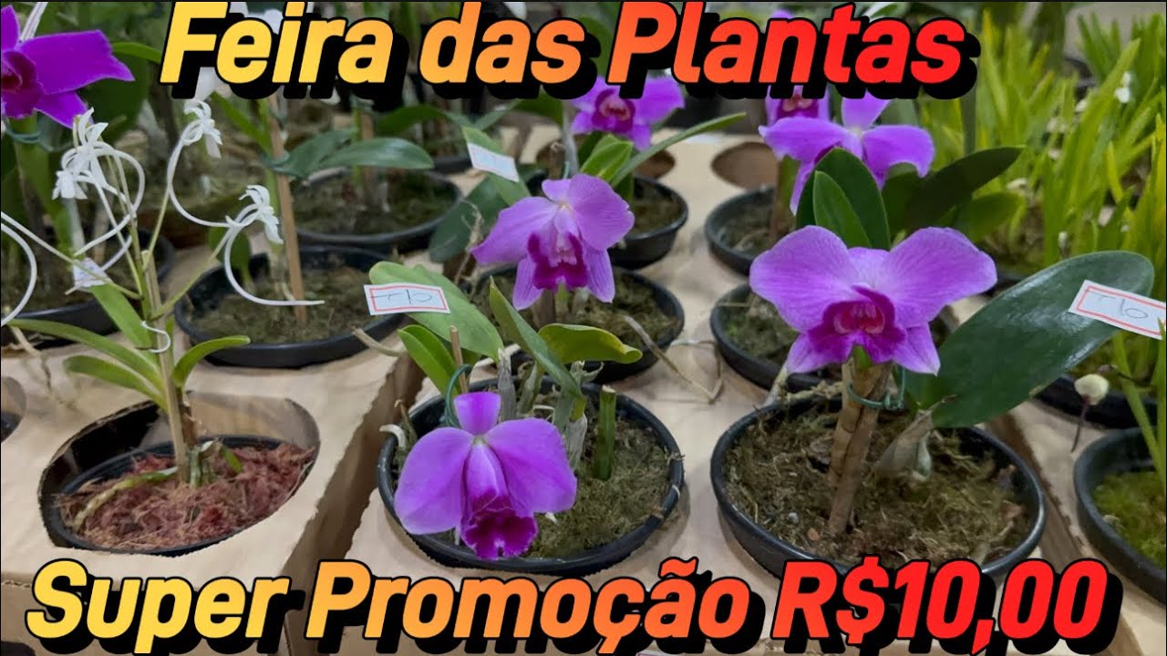 Orquídeas de R$10,00 na feira!