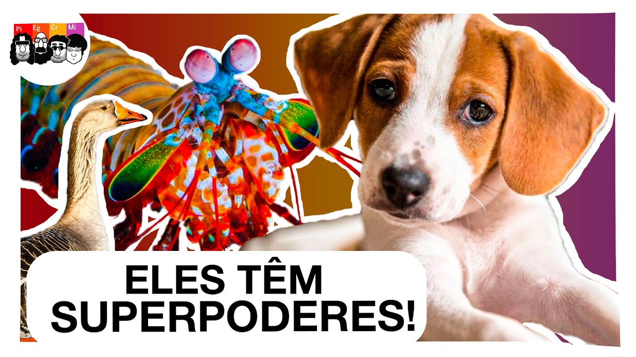 SUPERSENTIDOS: o que CACHORROS, AVES e TAMBURUTACAS são CAPAZES de FAZER?