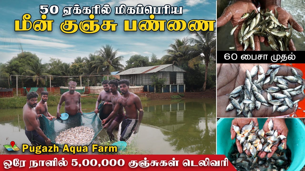 60 பைசா முதல் மீன் குஞ்சுகள் | 50 ஏக்கரில் மீன் குஞ்சு உற்பத்தி|புகழ் மீன் குஞ்சு பண்ணை #fishfarming