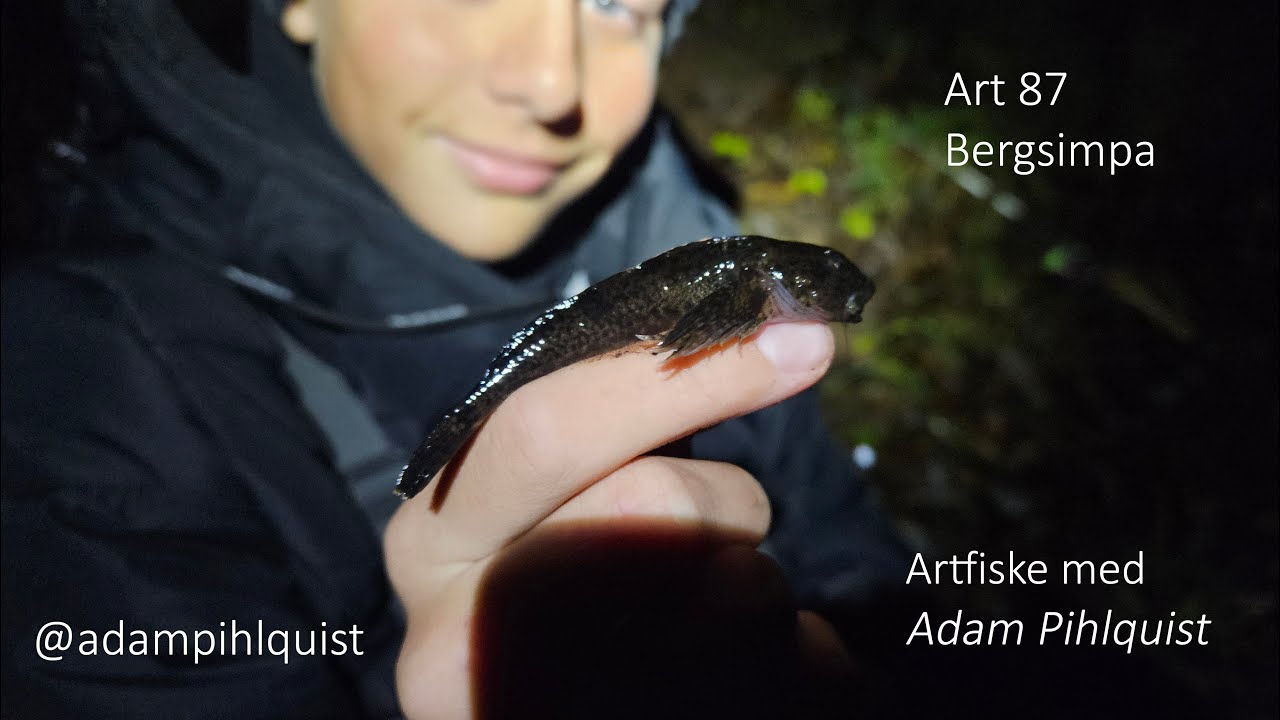 Artfiske med Adam Pihlquist  Bergsimpa  2024 11 17