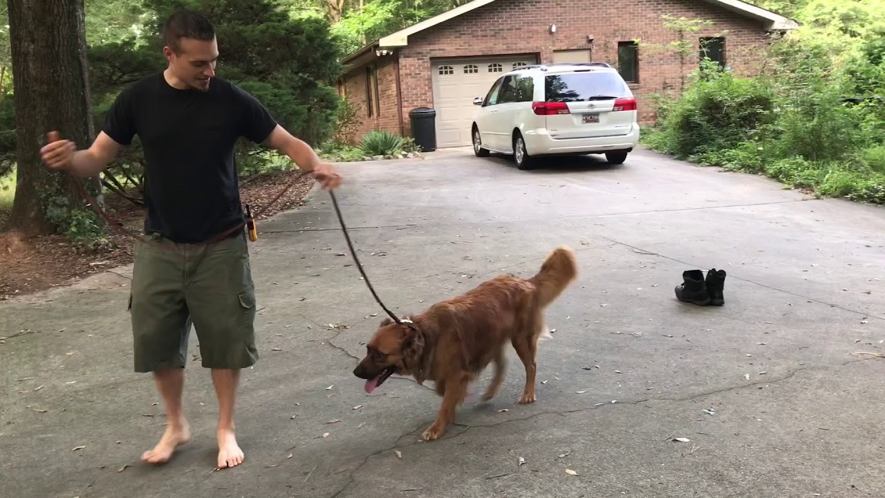 Your prong collar isn’t working dog still pulling? | How to stop leash pulling TODAY.