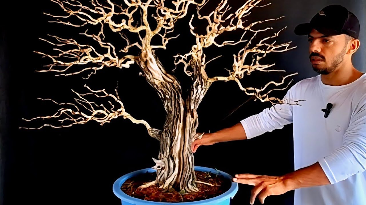 Transplante Caliandra Spinosa!