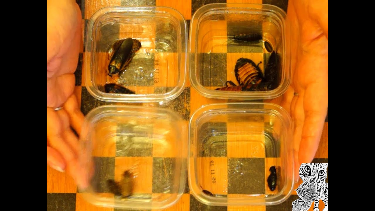 Суринамский/мадагаскарский/мраморный/аргентинский таракан.Содержание/разведение.Лучшая кормовая база