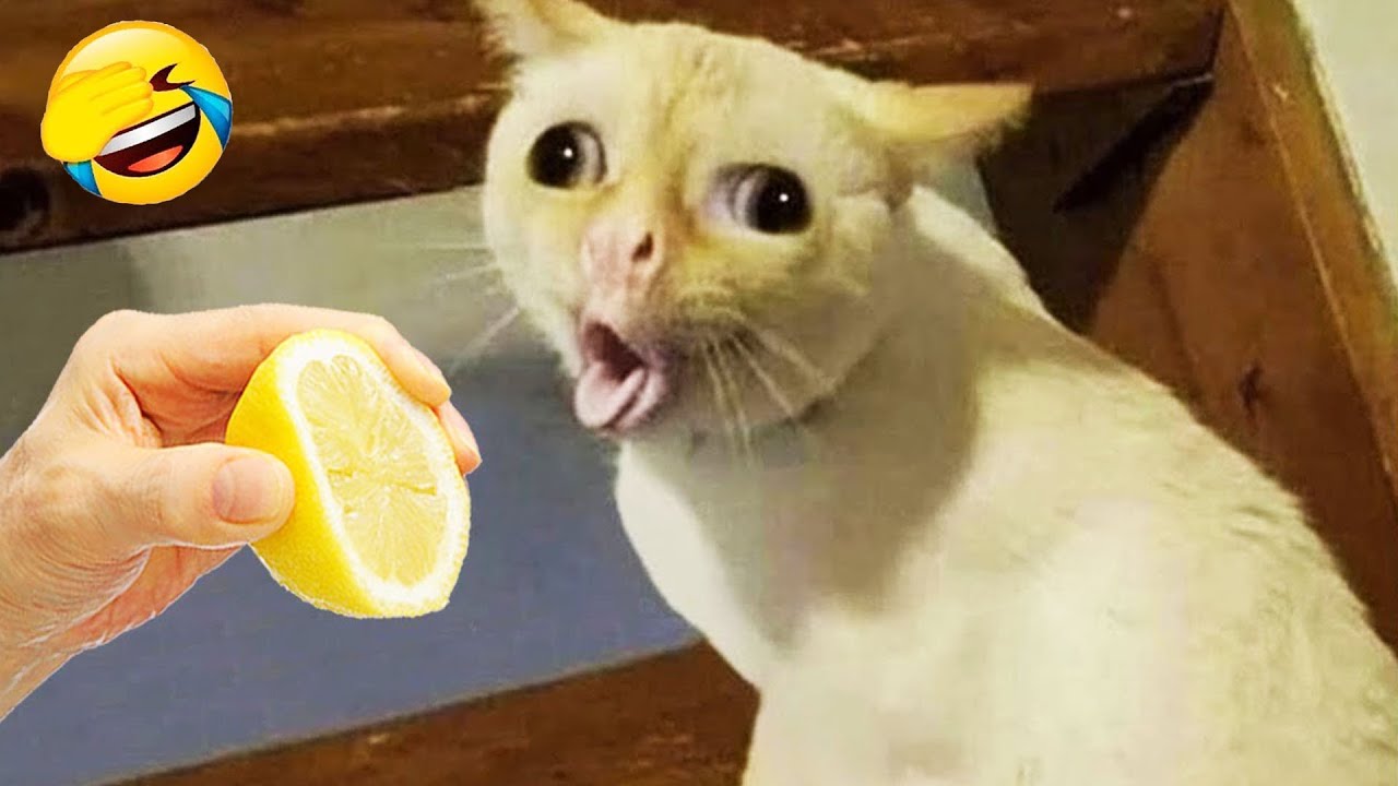笑ったら負け！爆笑犬猫2025🤣🐶😻