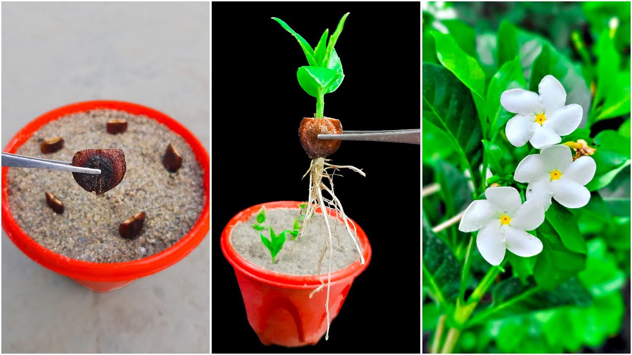 How to grow Shiuli flower at home from Shiuli flower seed || Best & easy method for home gardening