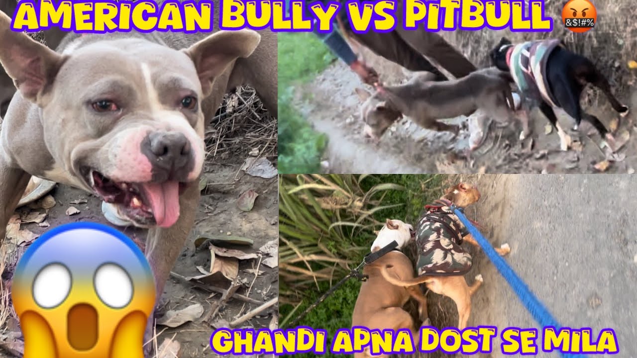 Aggressive American bully Dog 😨Ghandi Barood ke Dosti ❤️@NikhilPetHouse 