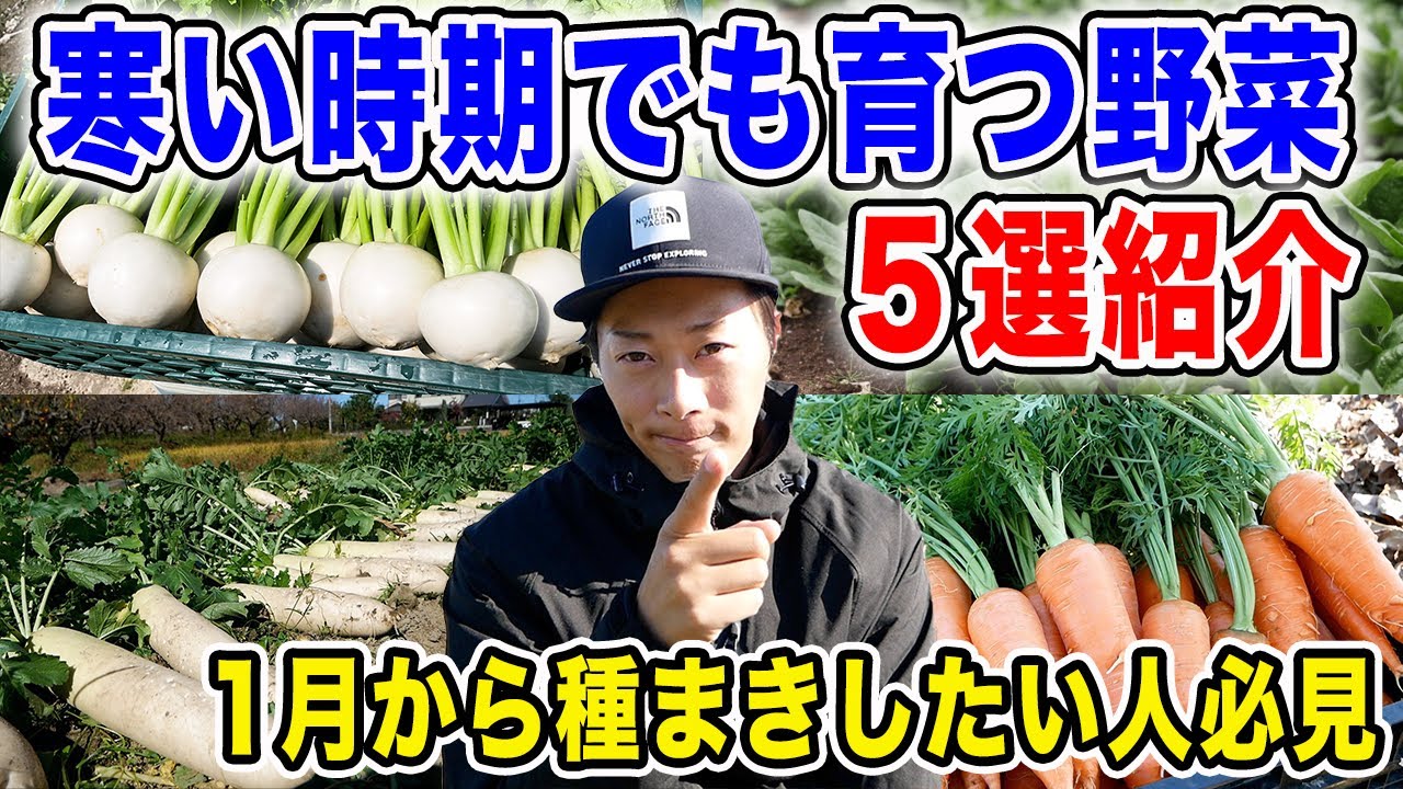 寒い時期でも種まきできるオススメ野菜紹介５選　1~2月から種まきスタート【品種紹介】