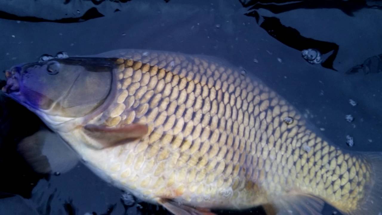 Wielki Karp Pełnołuski. Karp na kulkę C&R.