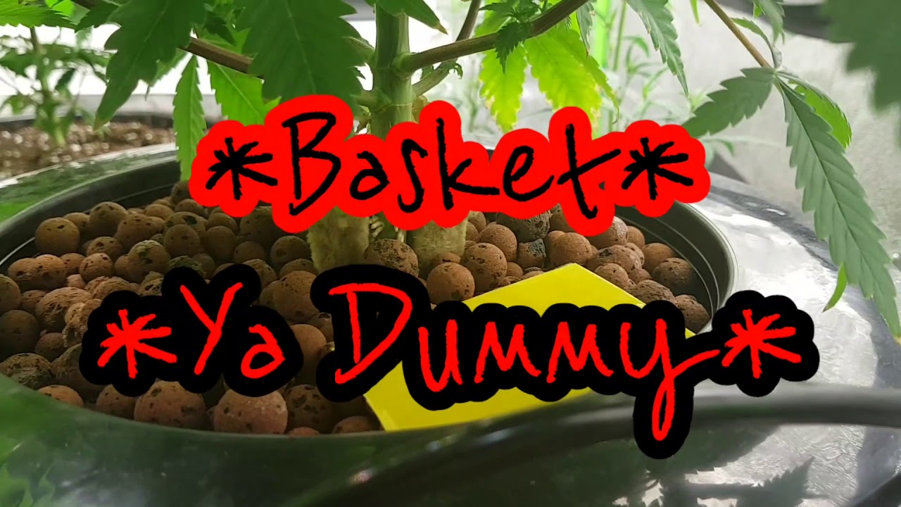 Saskatoon berry/ Nutri npk dwc vs soil / Miicrobial mass vs Harvest miracle. #2