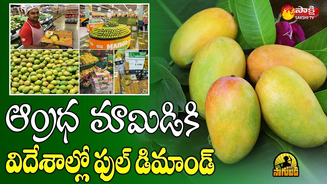 Huge Demand for AP mangoes in Foreign Countries | Mango Exports from Tirupati to Foreign | Sakshi TV