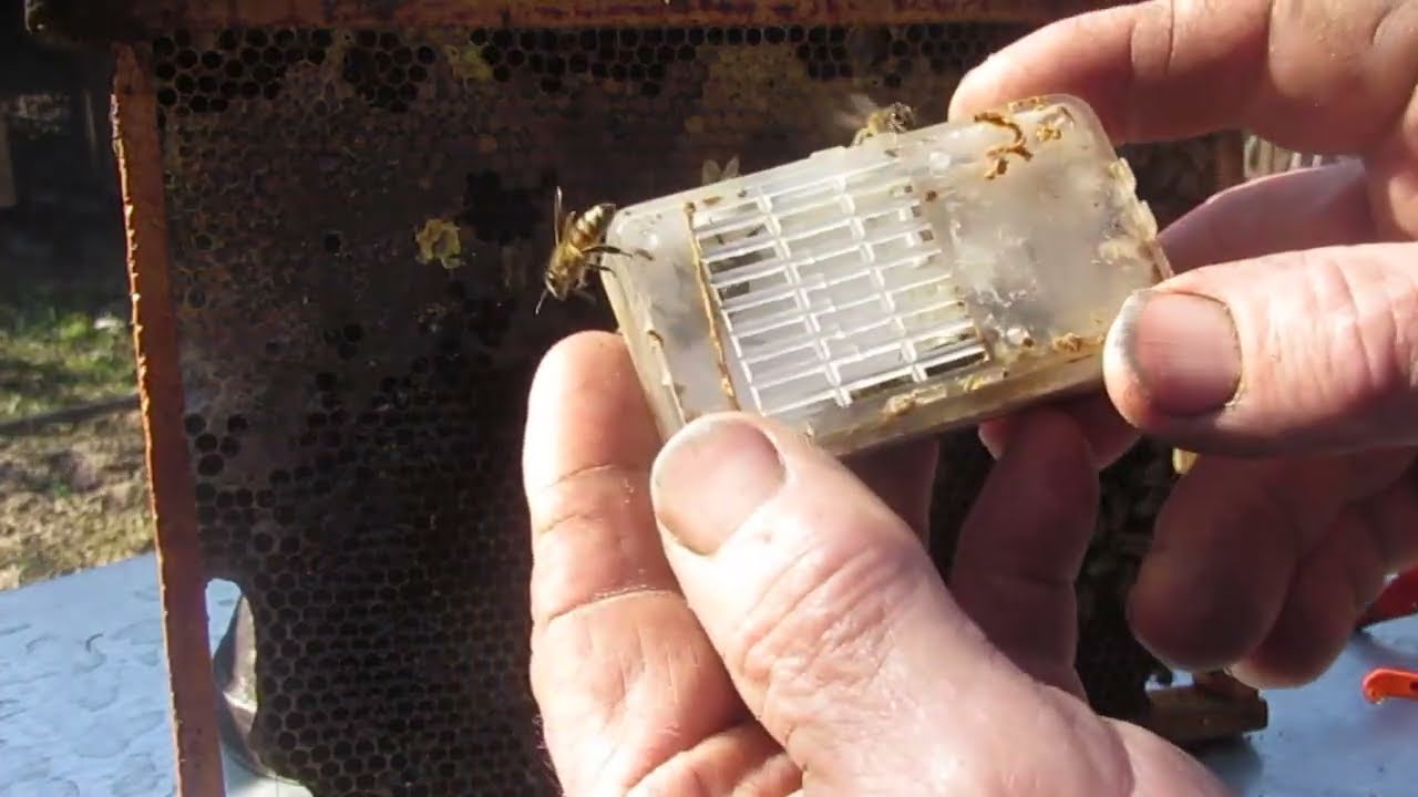 5022ul22--18  Czy pszczoła buckfast przyjmie matkę kaukas 2026r0314..