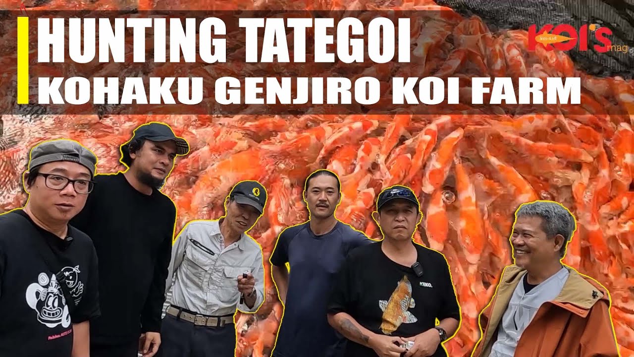 HANDPICK KOHAKU DI GENJIRO KOI FARM