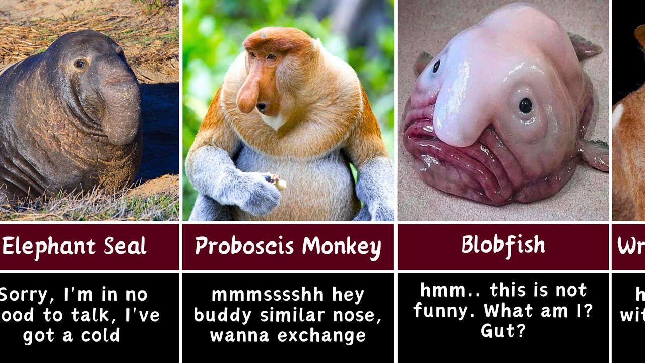 Ugliest Animals Of All TIMES Around the World