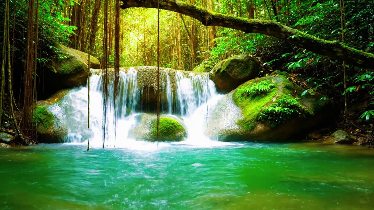 Calming Forest Ambience 🌿 River Flowing Birds Chirping in Hidden Forest Ambience for Rest Medicine
