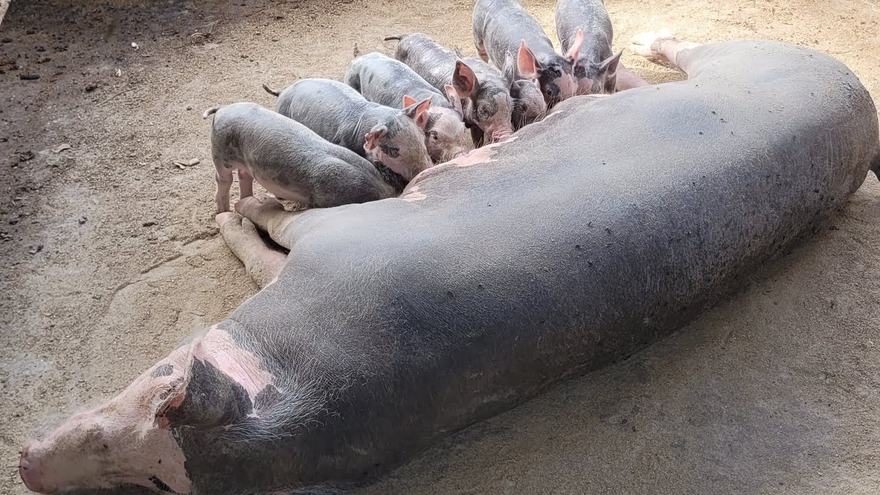 Dia de mostra minha criação de porcos 🐖 🐷