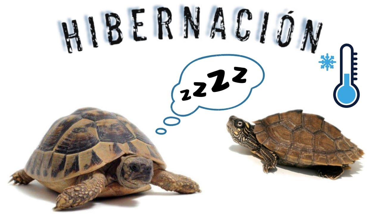hibernación - como hacer hibernar a tu tortuga