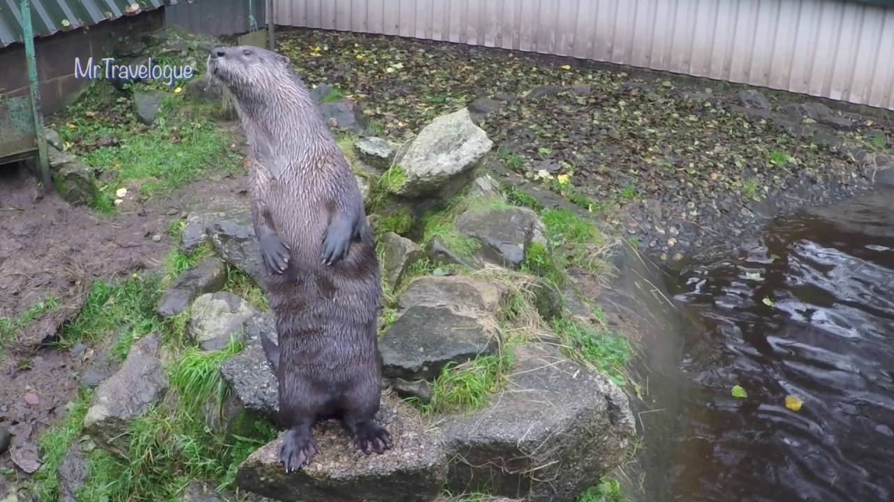 Dartmoor Otter Sanctuary, Buckfastleigh Station, Devon